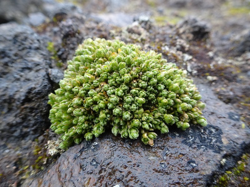Arenaria digyna photo 3