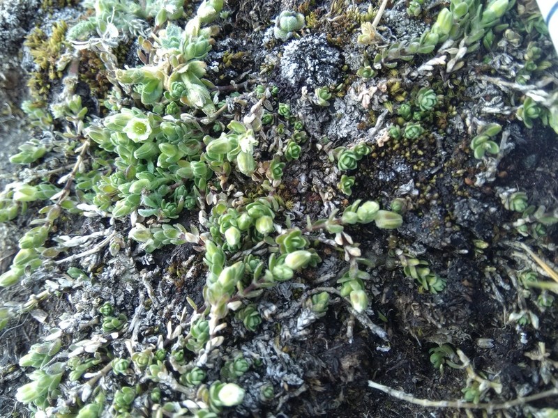 Arenaria digyna photo 4