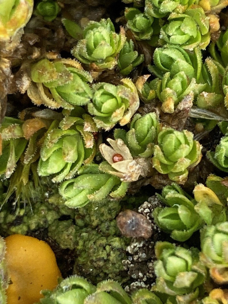 Arenaria digyna photo 5