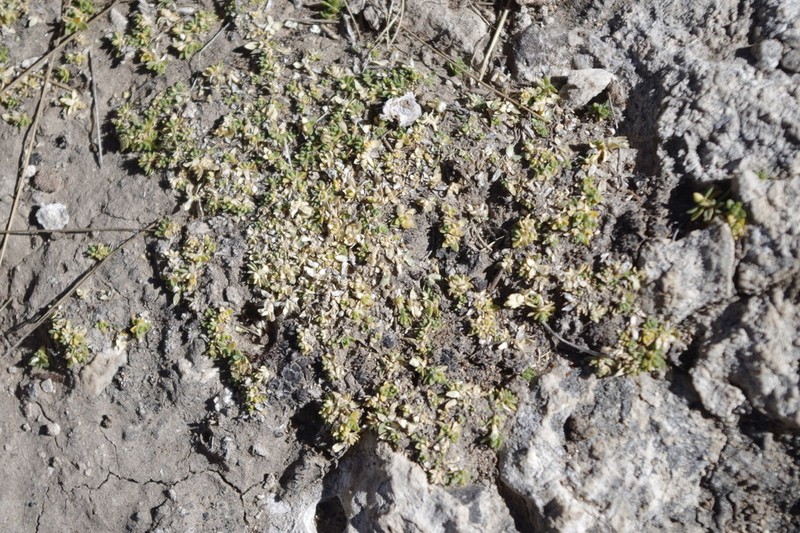 Arenaria digyna photo 6