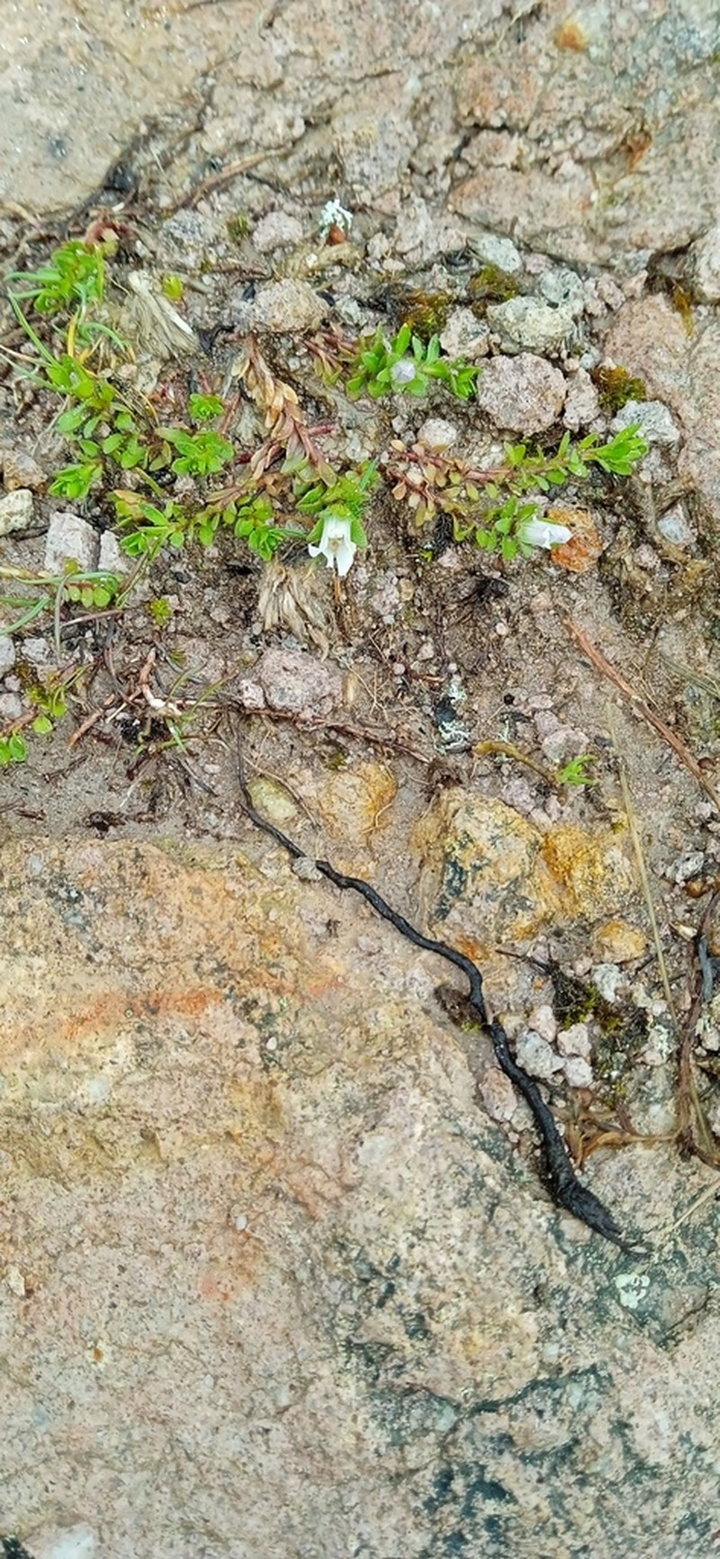Arenaria digyna photo 7