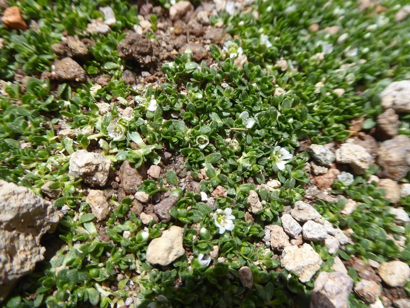 Arenaria digyna photo 8