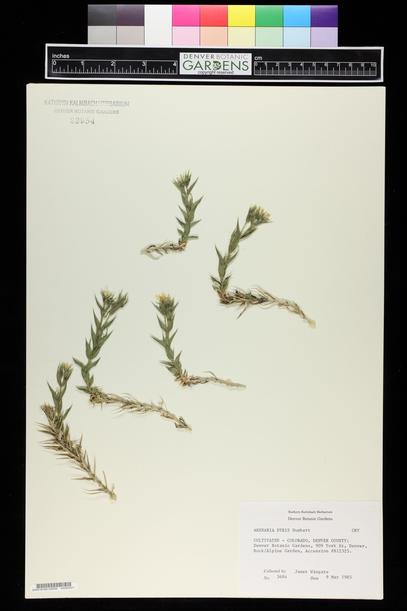 Arenaria dyris