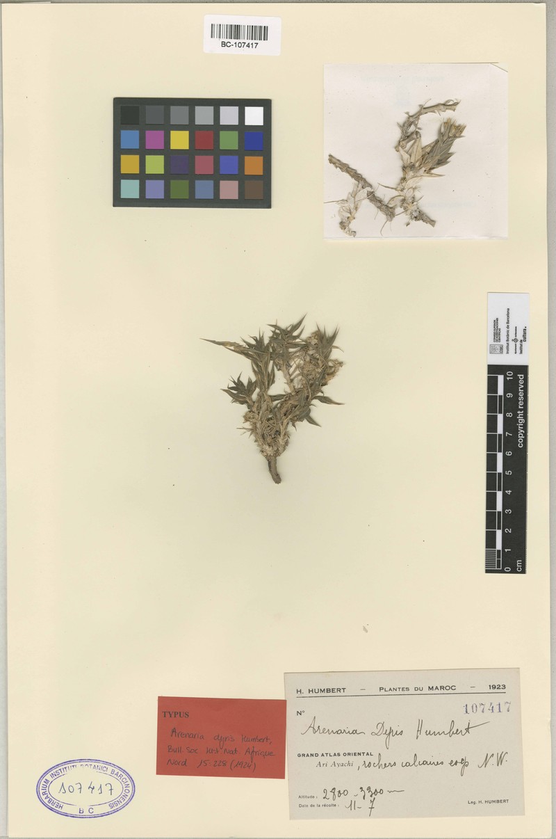 Arenaria dyris photo 2