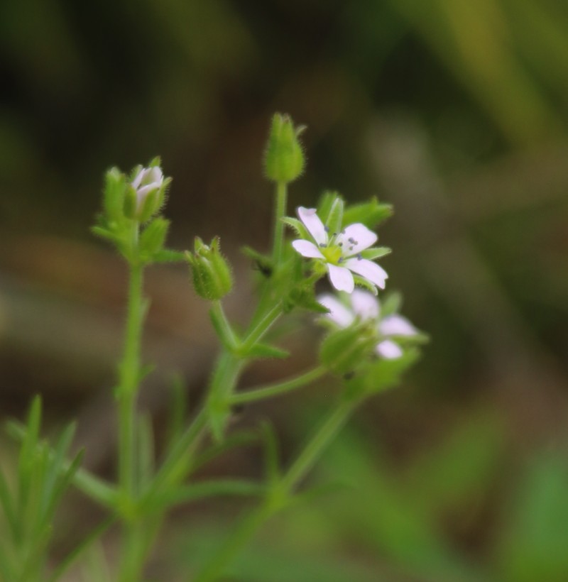 Arenaria emarginata
