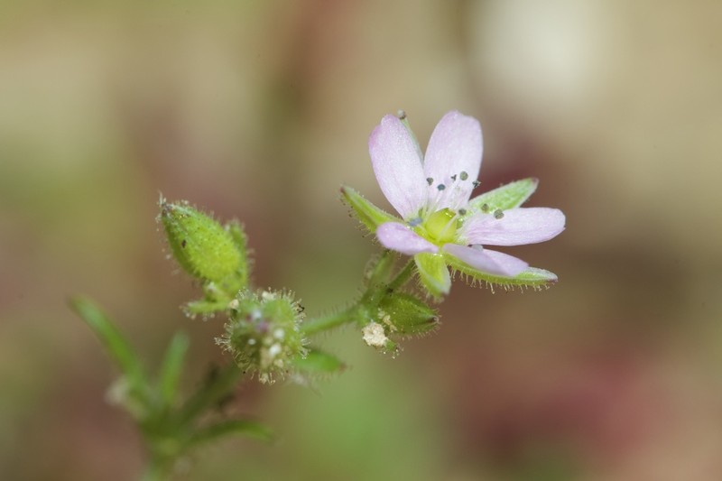 Arenaria emarginata photo 2