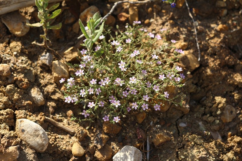 Arenaria emarginata photo 3