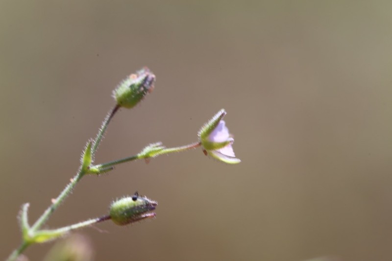 Arenaria emarginata photo 4