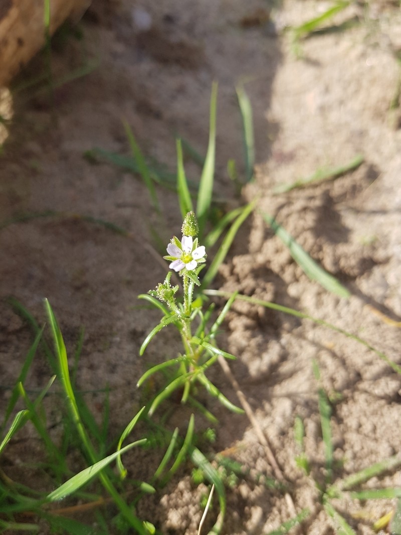 Arenaria emarginata photo 5