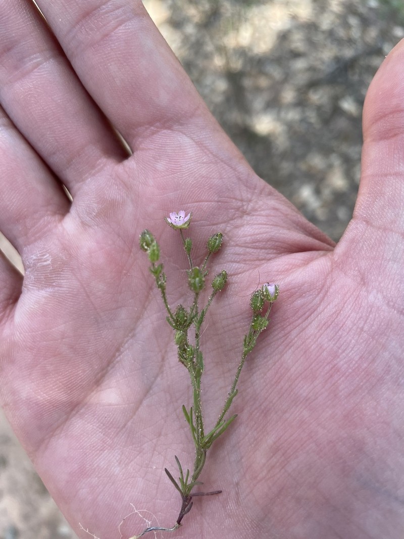 Arenaria emarginata photo 6