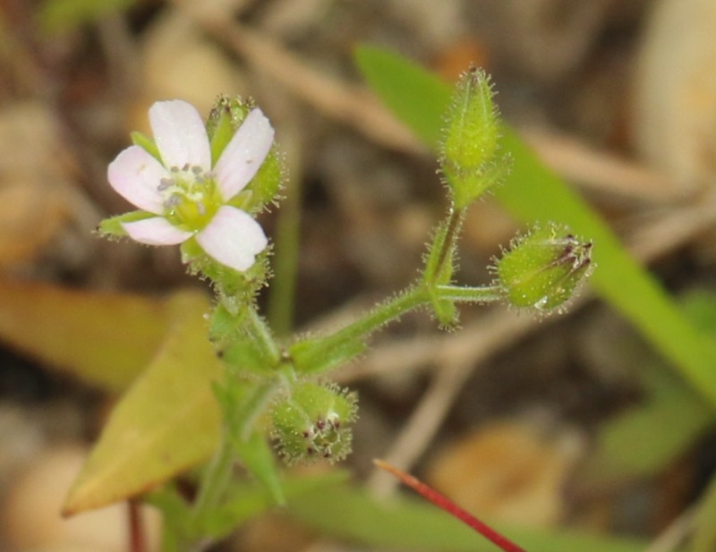 Arenaria emarginata photo 7