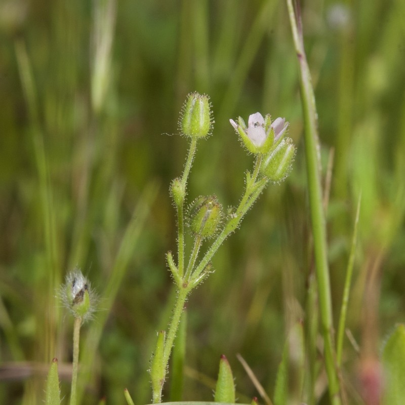 Arenaria emarginata photo 8