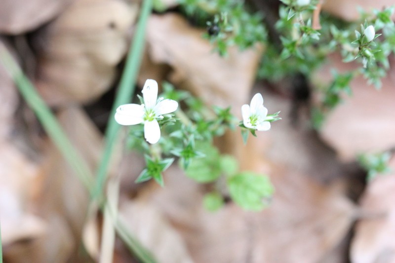 Arenaria erinacea