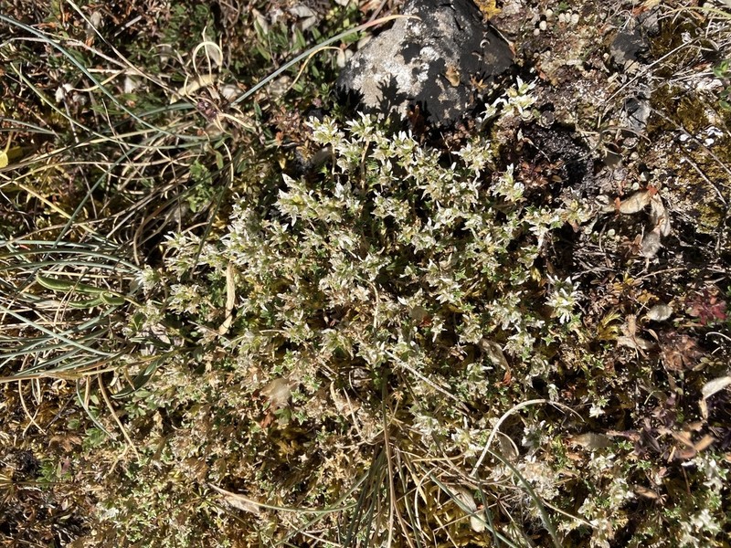 Arenaria erinacea photo 2
