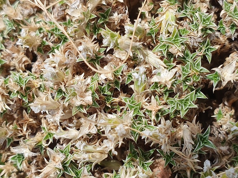 Arenaria erinacea photo 3