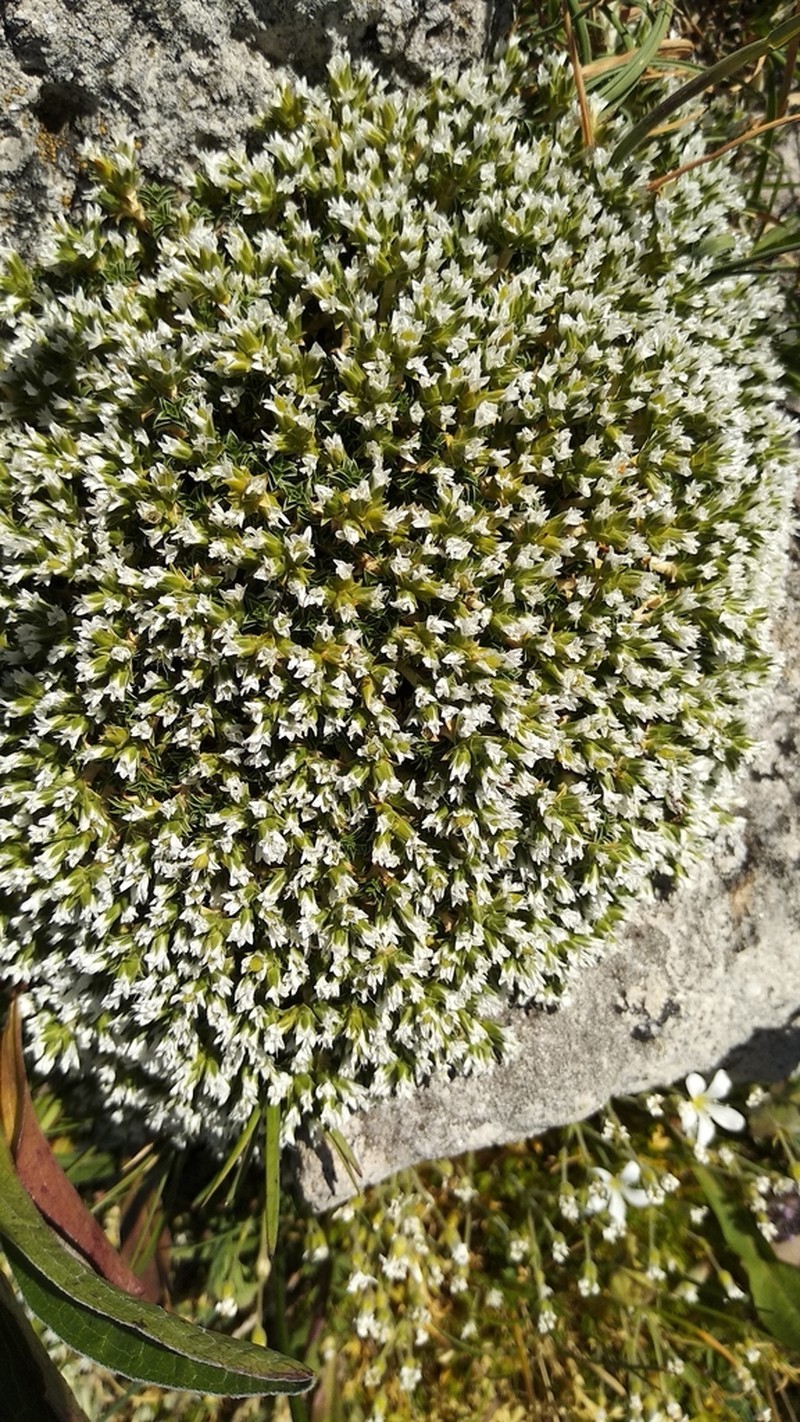 Arenaria erinacea photo 4