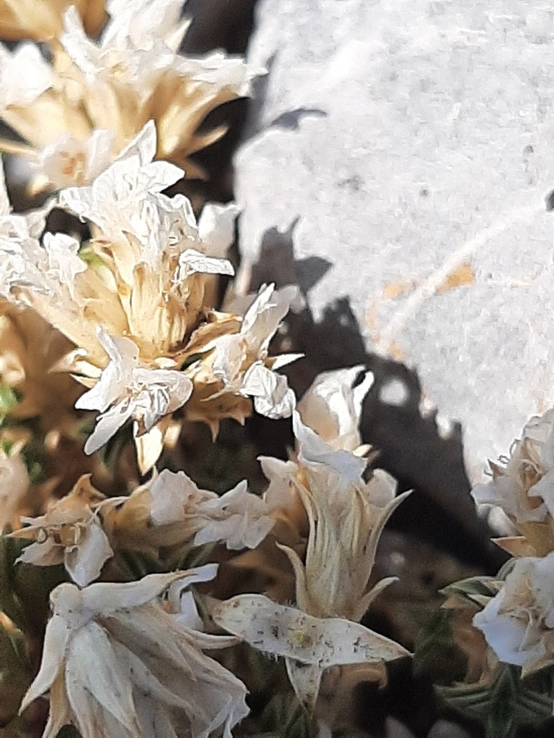 Arenaria erinacea photo 5
