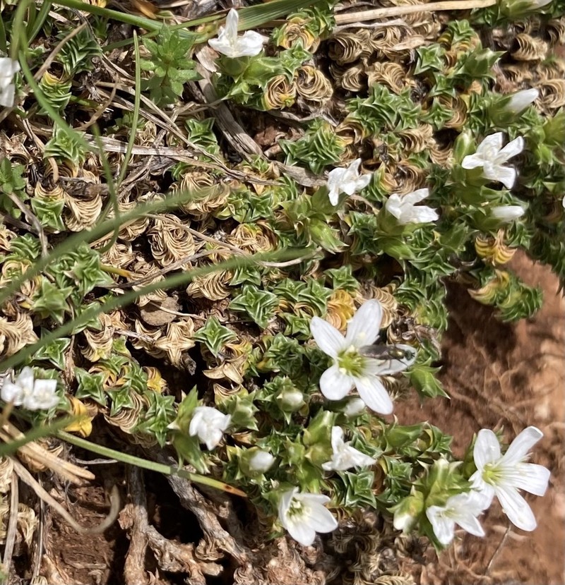 Arenaria erinacea photo 6