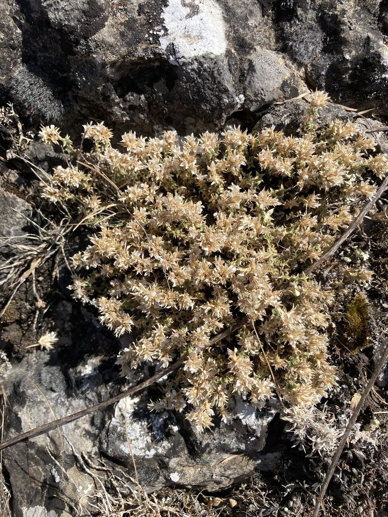 Arenaria erinacea photo 7