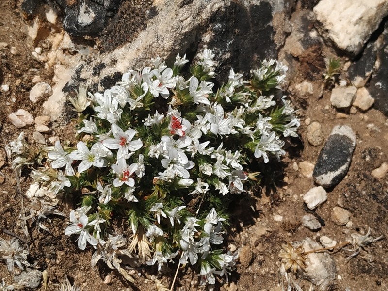 Arenaria erinacea photo 8