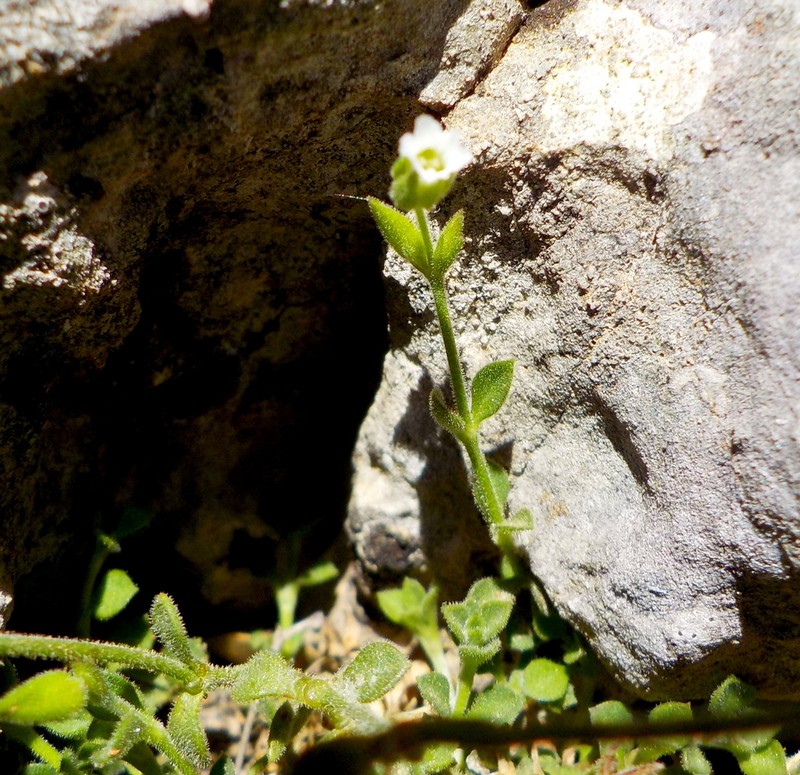 Arenaria filicaulis photo 2