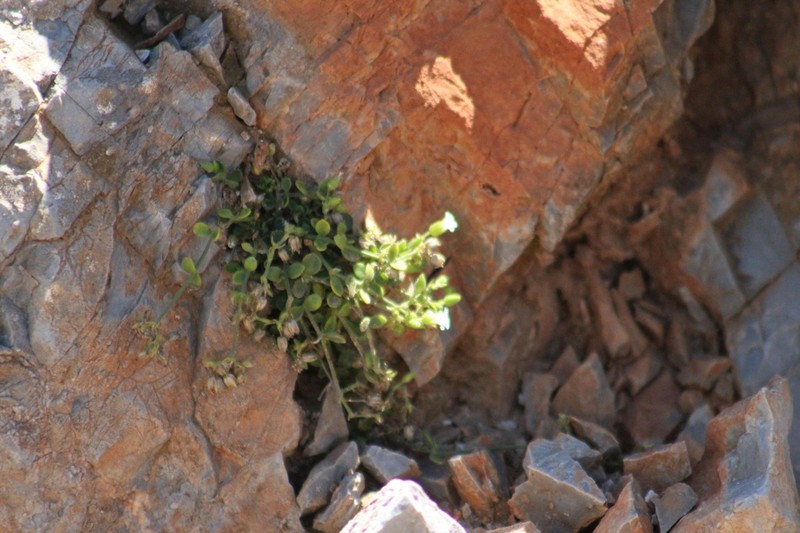 Arenaria filicaulis photo 3