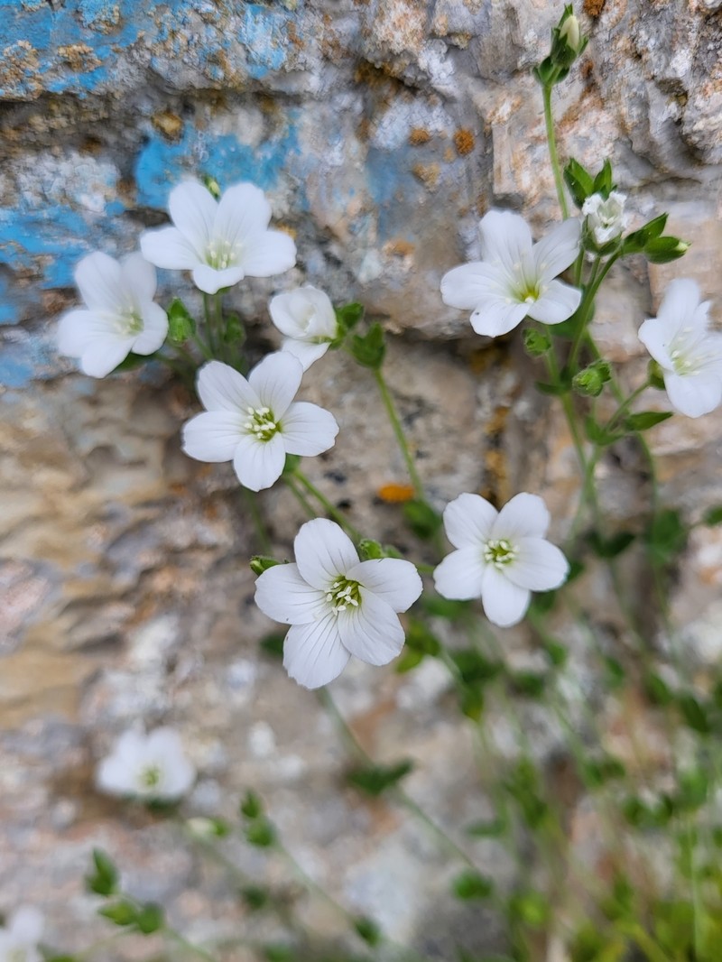 Arenaria filicaulis photo 4