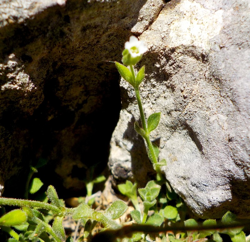 Arenaria filicaulis photo 5