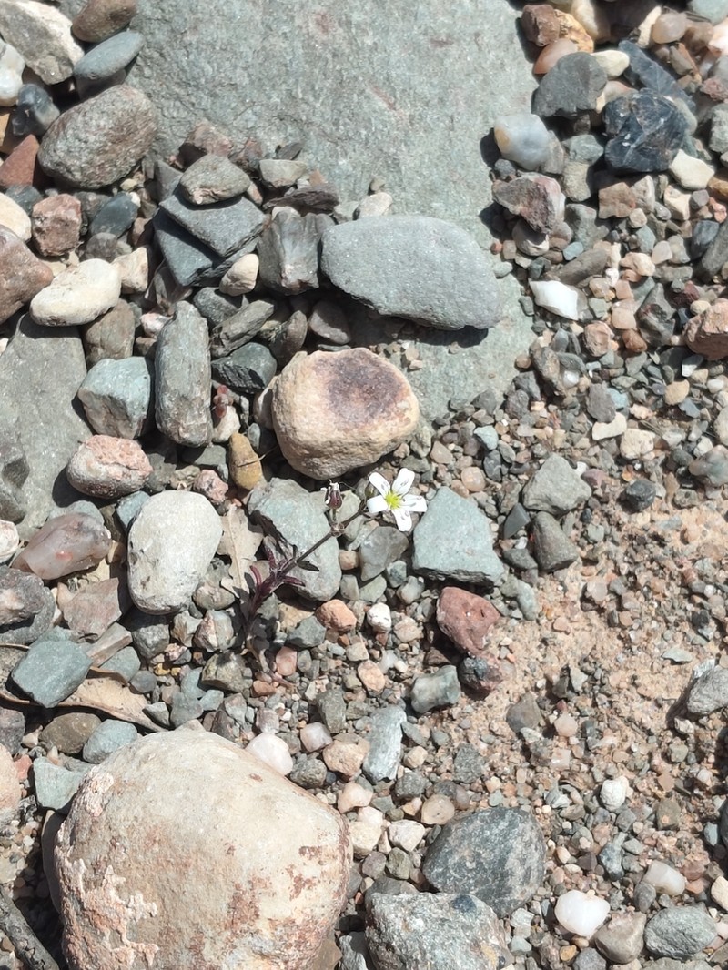 Arenaria fontqueri