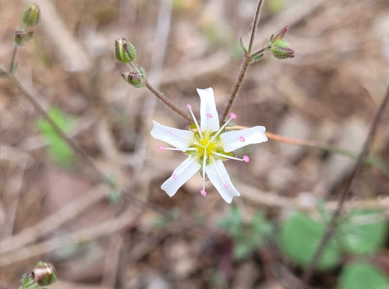 Arenaria fontqueri photo 3