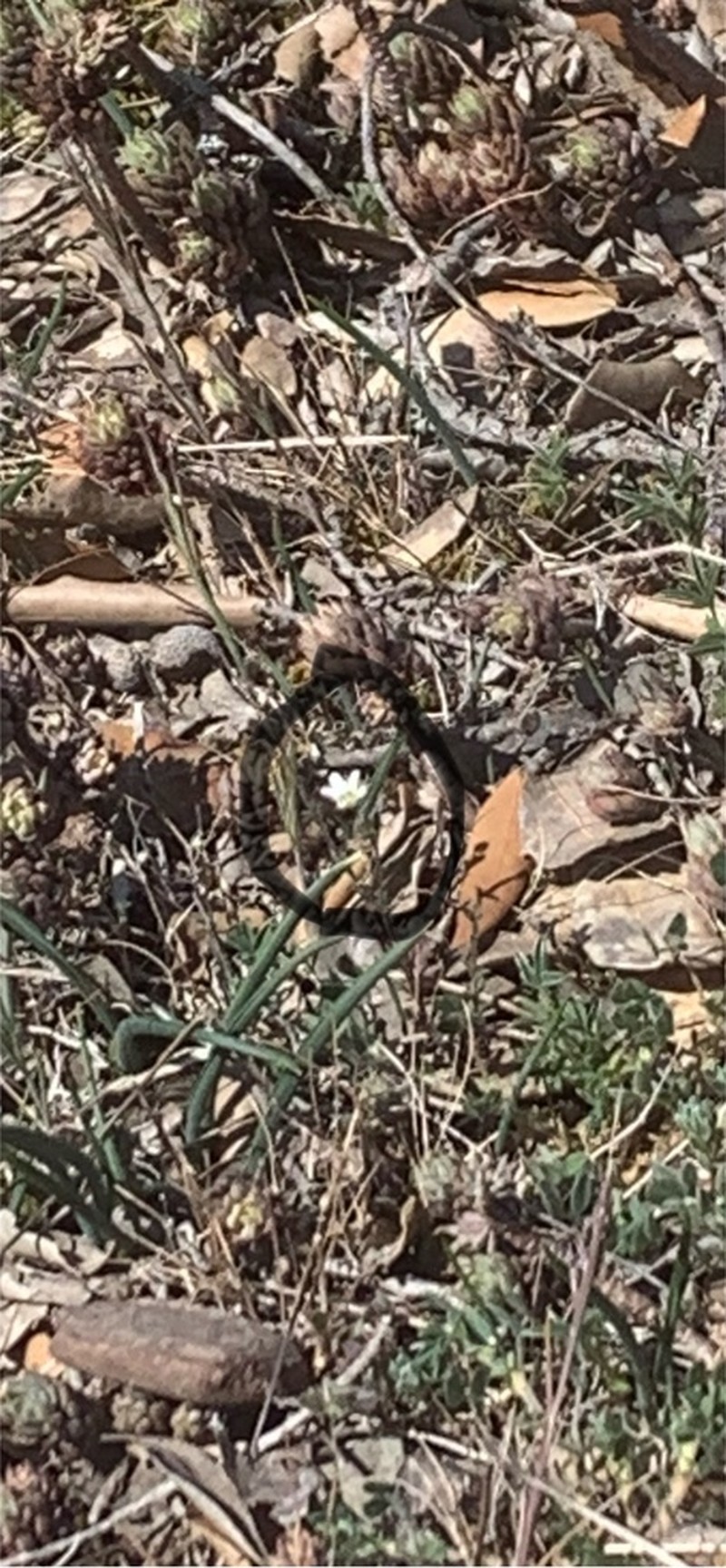 Arenaria fontqueri photo 4
