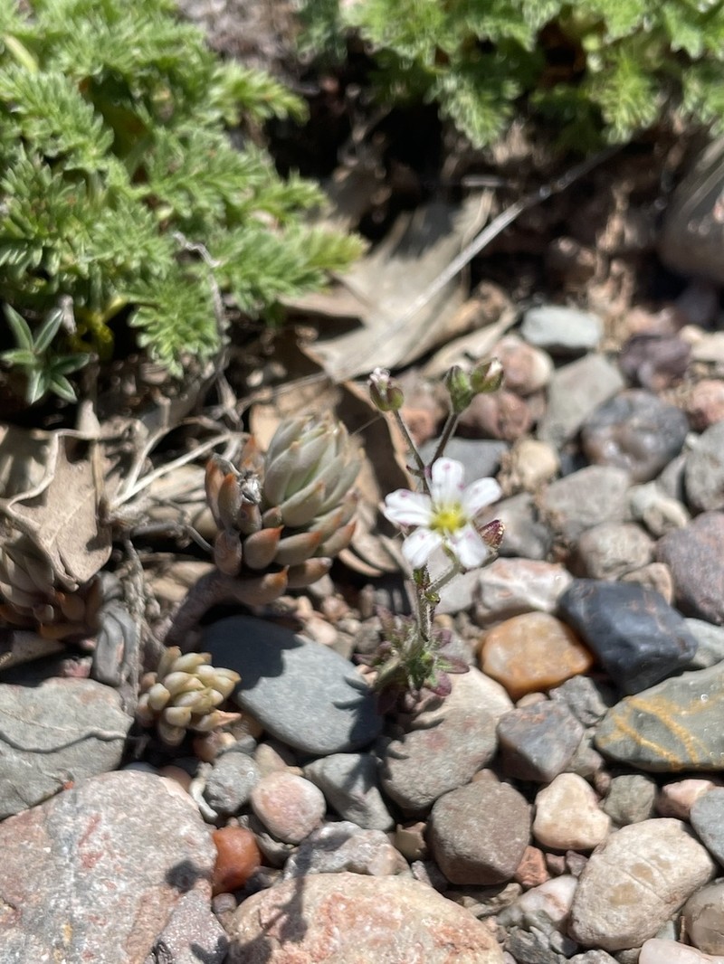 Arenaria fontqueri photo 5