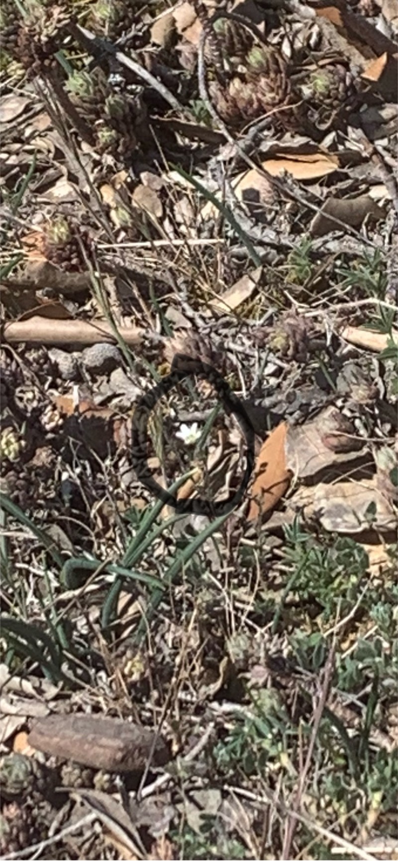 Arenaria fontqueri photo 7