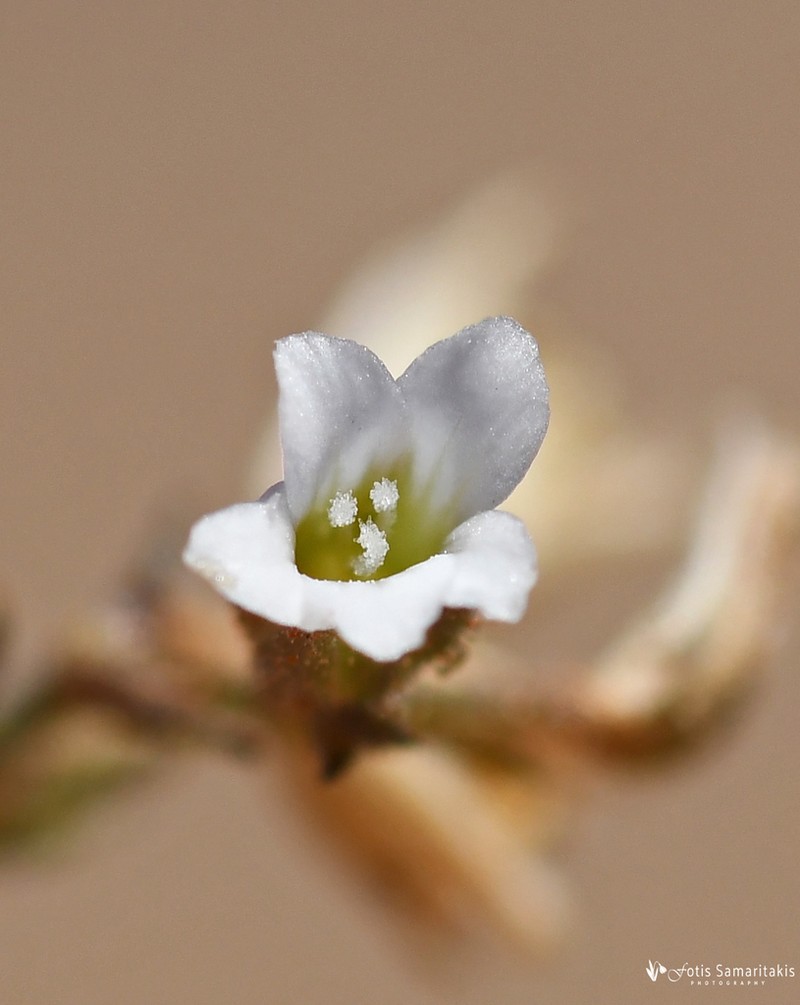 Arenaria fragillima photo 2