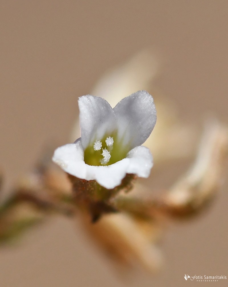 Arenaria fragillima photo 3