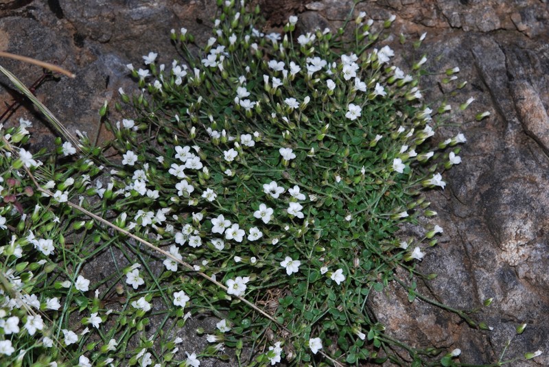 Arenaria fragillima photo 4