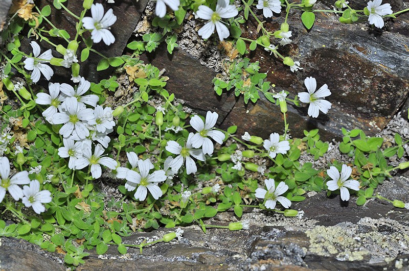 Arenaria funiculata photo 2