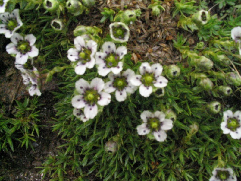 Arenaria globiflora photo 2