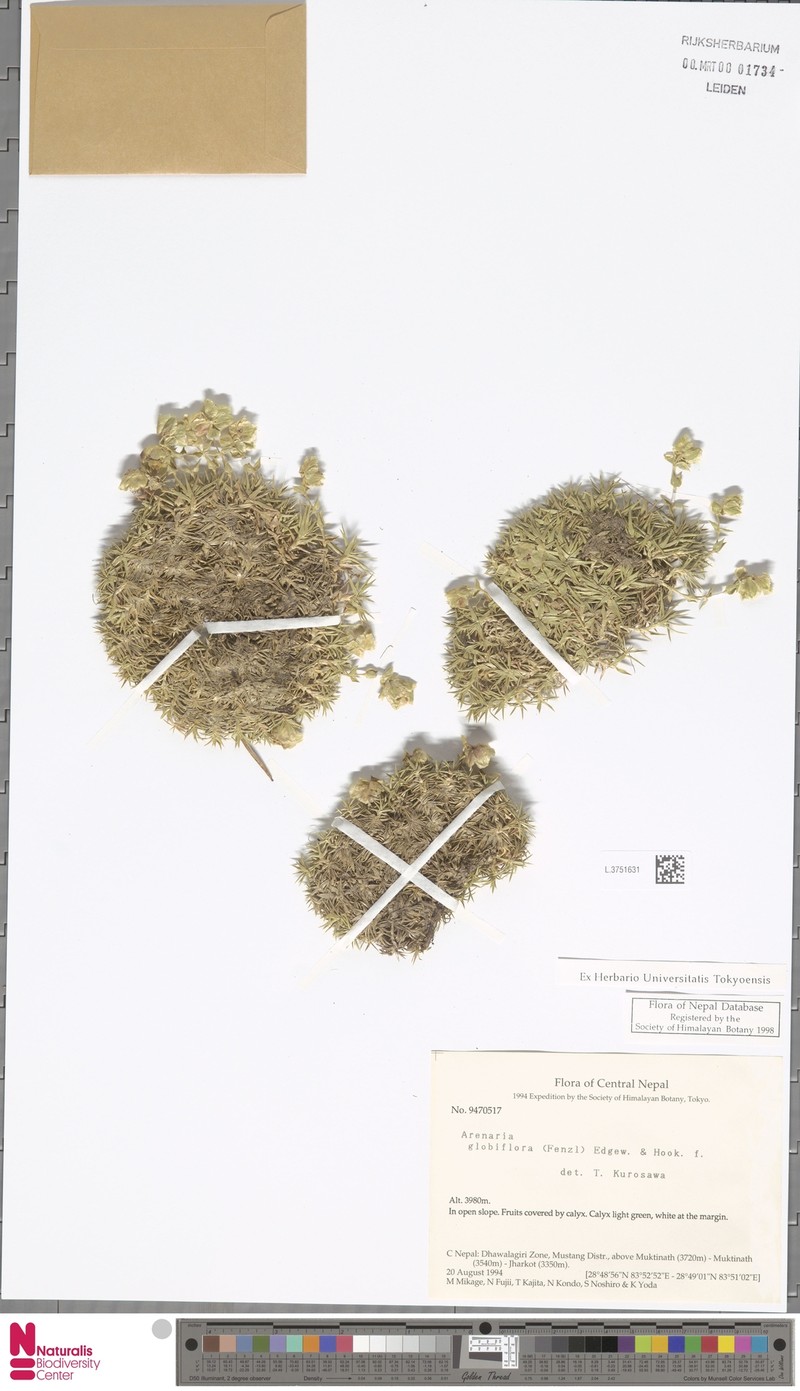 Arenaria globiflora photo 3