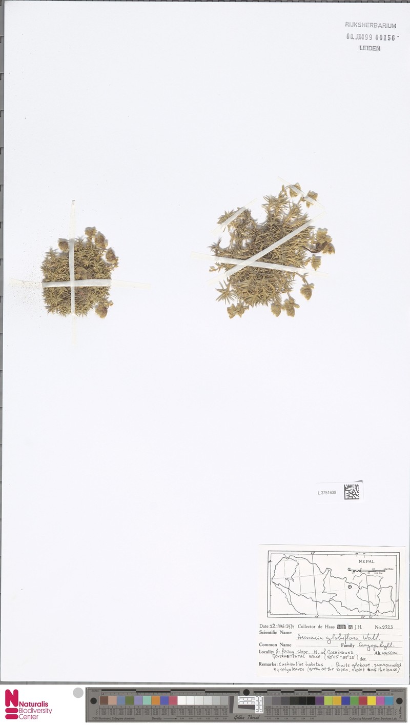 Arenaria globiflora photo 4