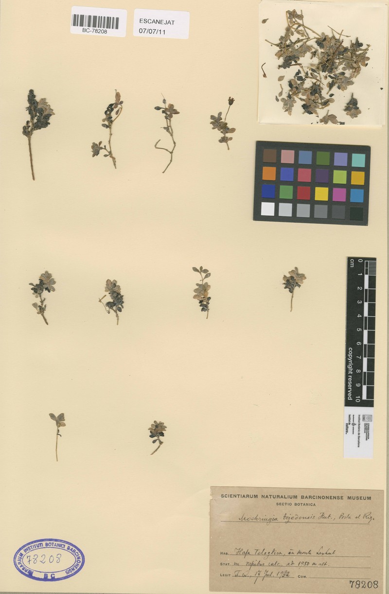 Arenaria glochidisperma