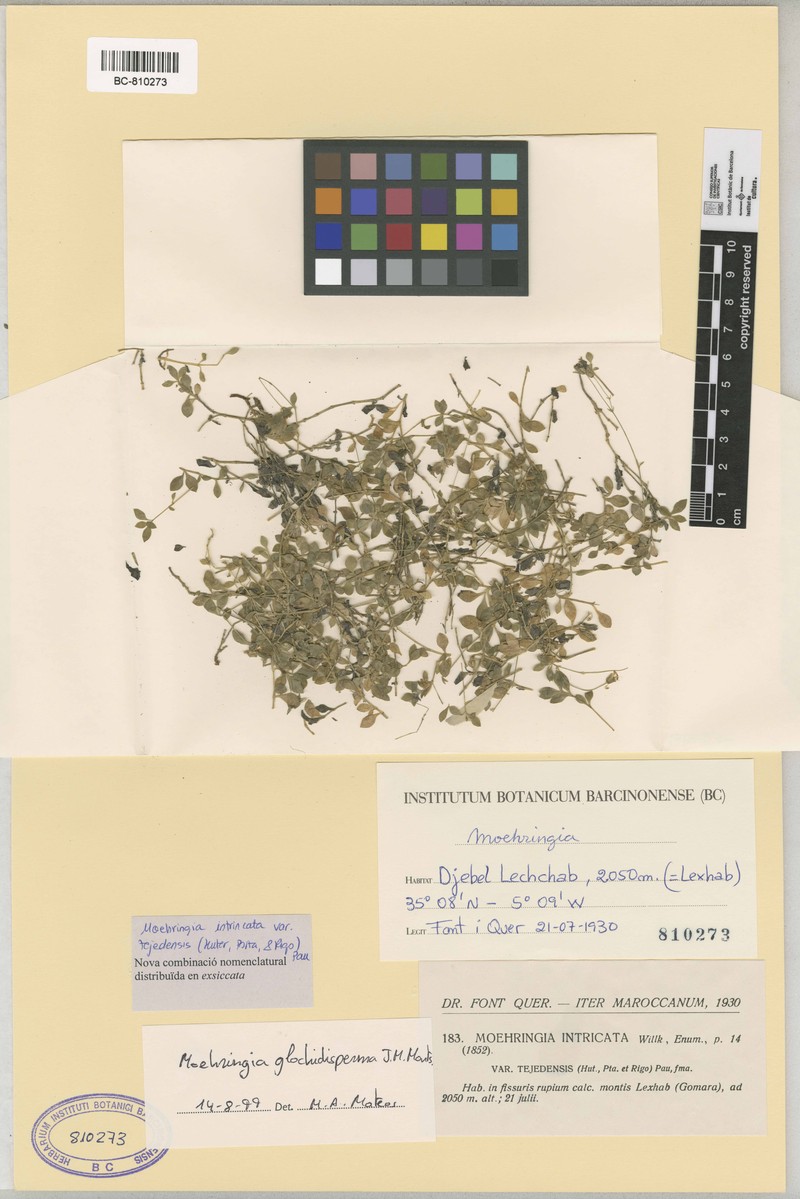 Arenaria glochidisperma photo 2