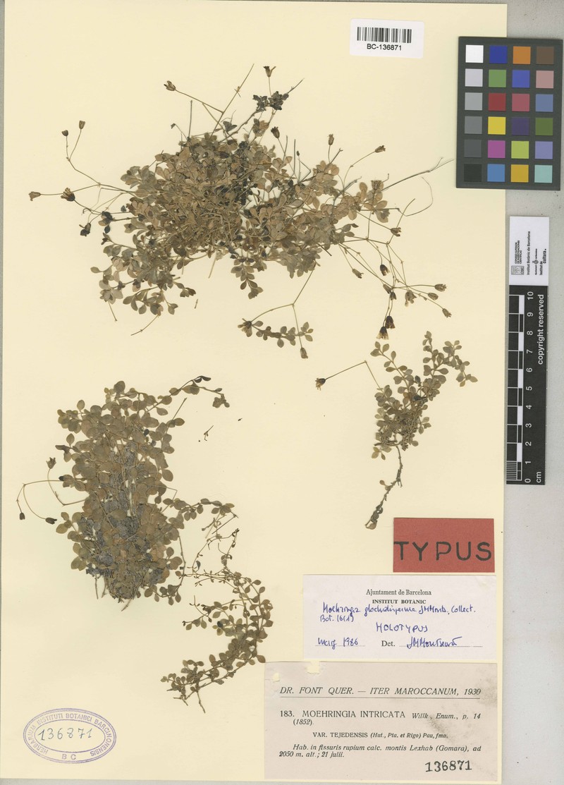 Arenaria glochidisperma photo 3