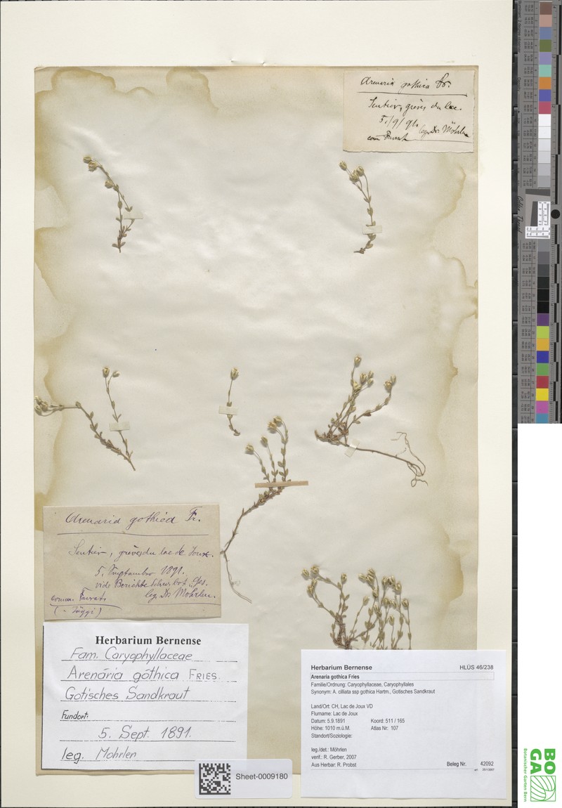 Arenaria gothica