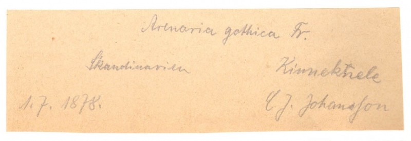 Arenaria gothica photo 2