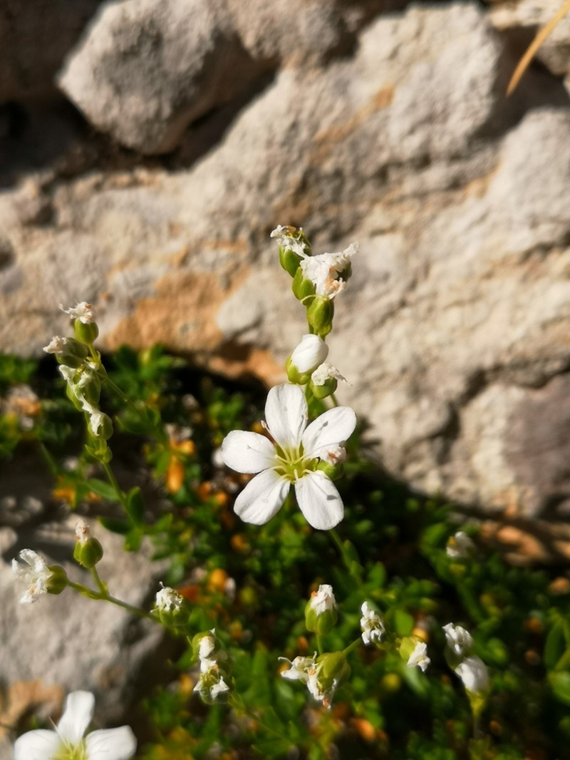 Arenaria gracilis