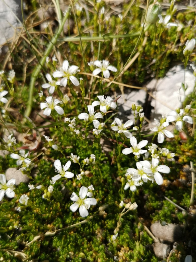 Arenaria gracilis photo 2