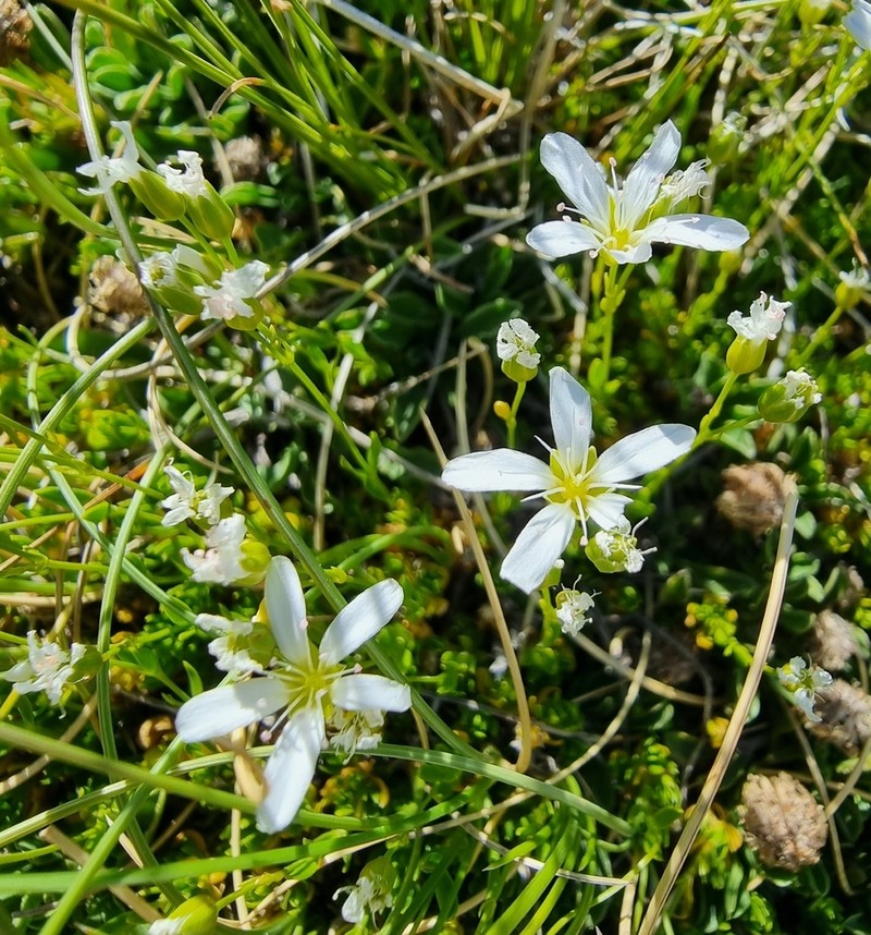Arenaria gracilis photo 3