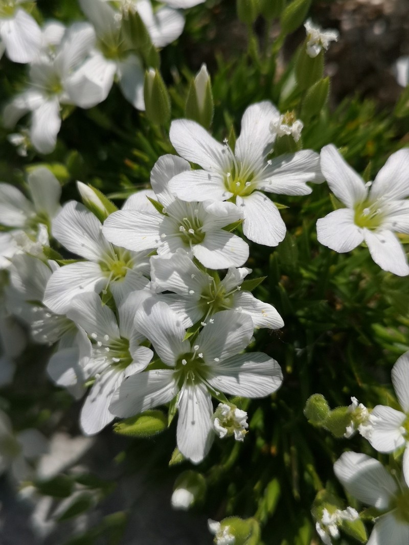 Arenaria gracilis photo 4