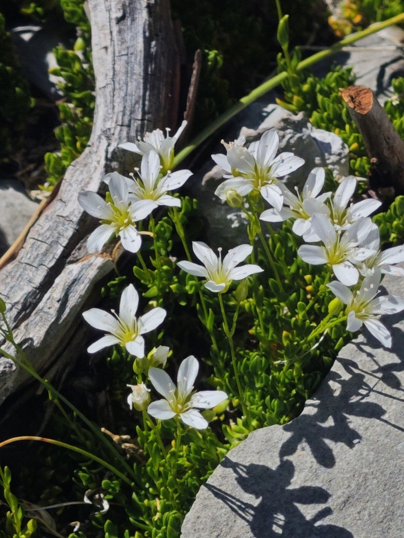 Arenaria gracilis photo 5